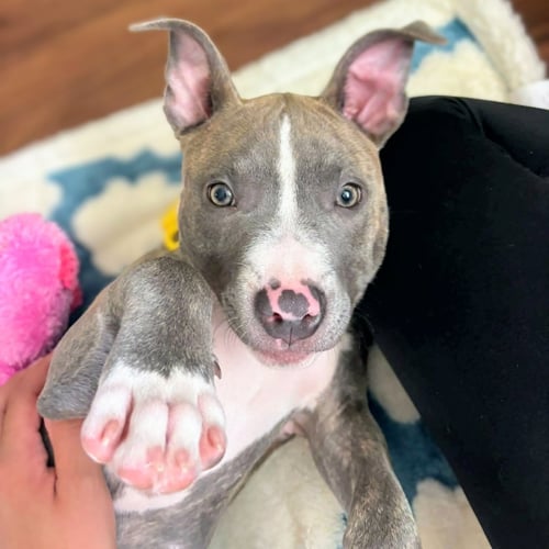 BEAN - Pit Bull Terrier available for adoption