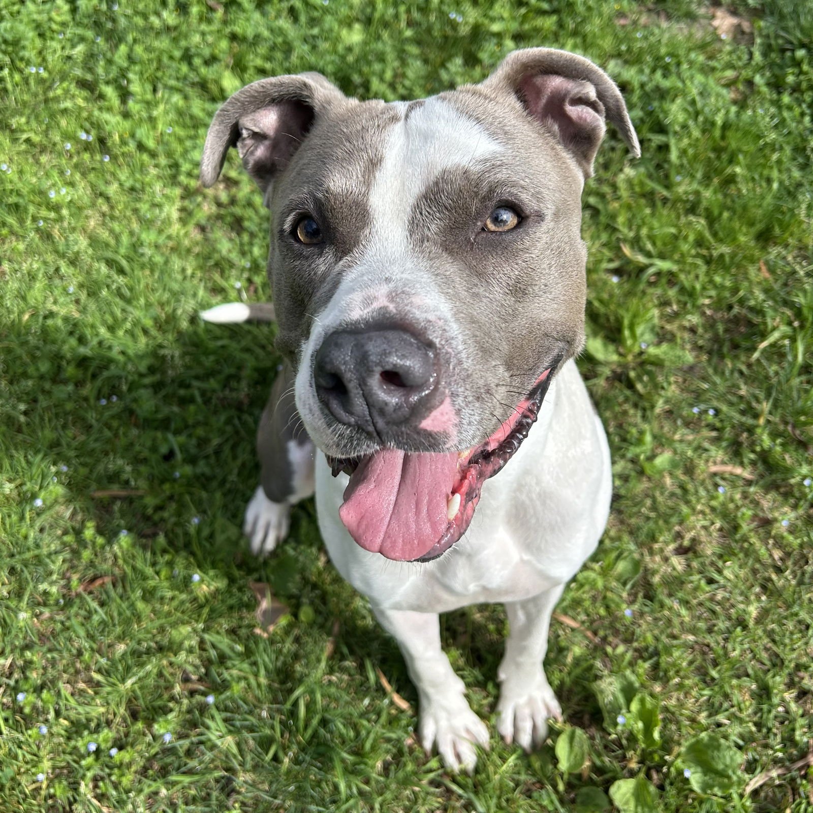 HUDSON - Pit Bull Terrier available for adoption