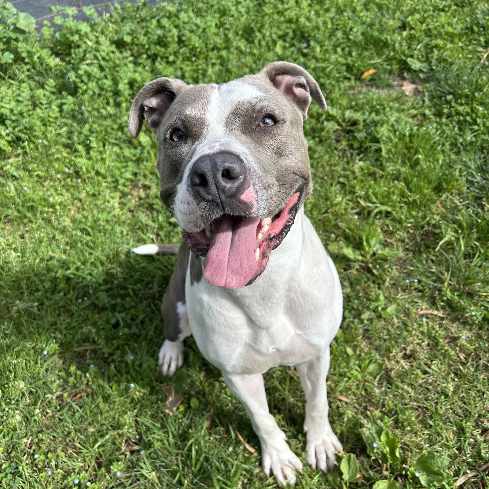 HUDSON - Pit Bull Terrier available for adoption