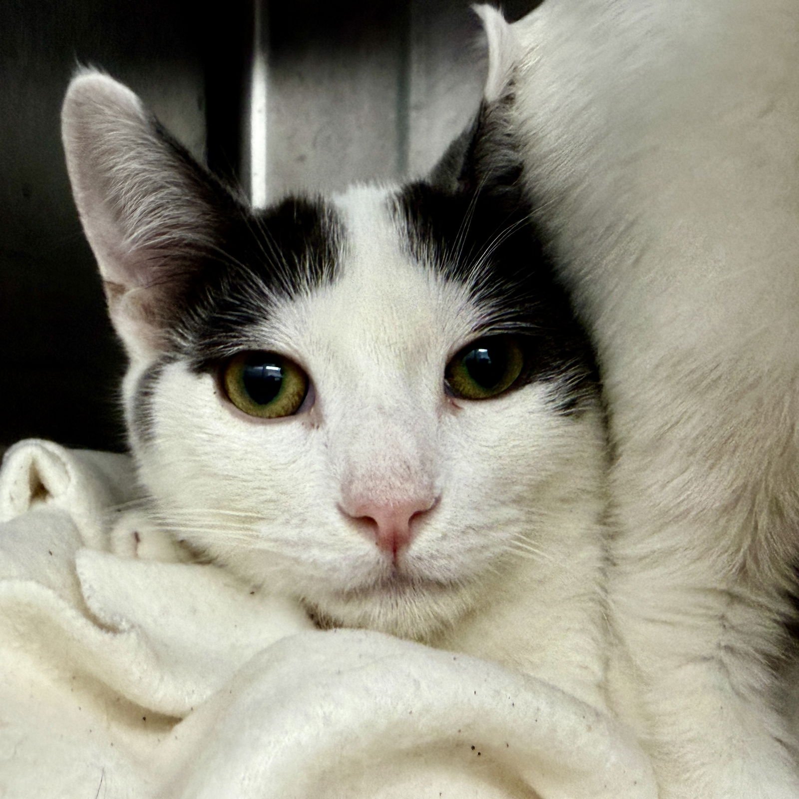 DAVEY - Domestic Short Hair available for adoption