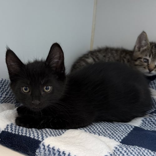 RAY (BONDED W/ CHUM) - Domestic Short Hair available for adoption