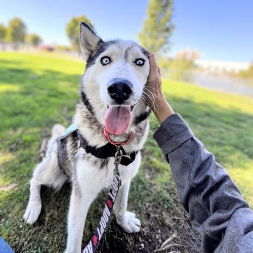 NITA - Siberian Husky available for adoption