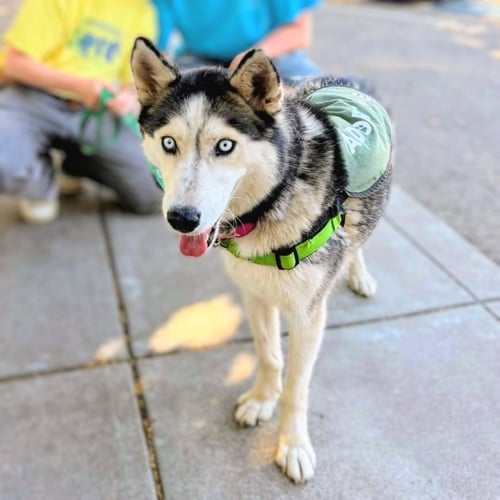 NITA - Siberian Husky available for adoption