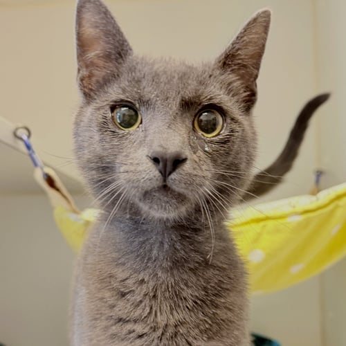 BEAR - Domestic Short Hair available for adoption