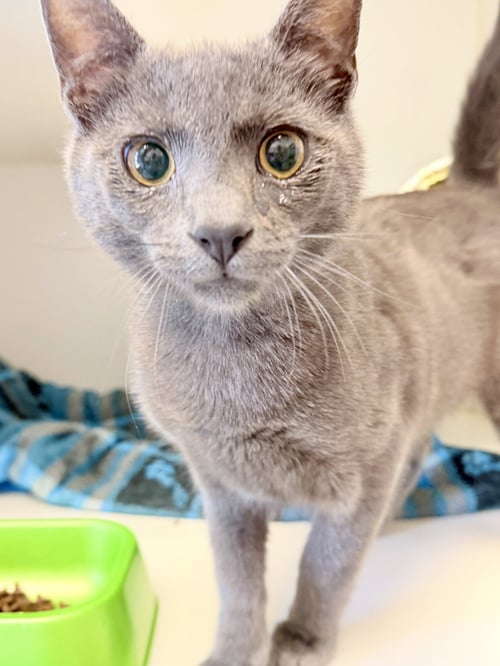 BEAR - Domestic Short Hair available for adoption