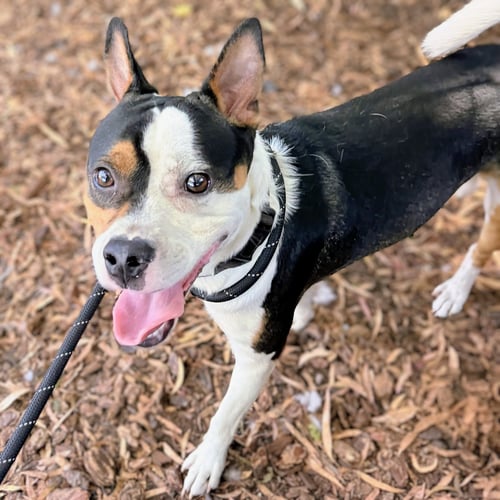 MARLON - Unknown available for adoption