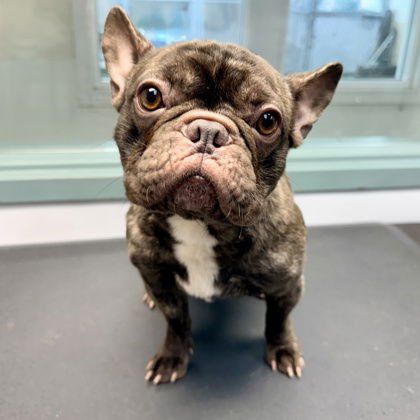 FRANCISCO - French Bulldog available for adoption