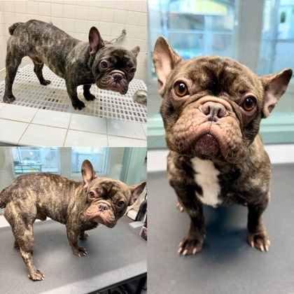 FRANCISCO - French Bulldog available for adoption