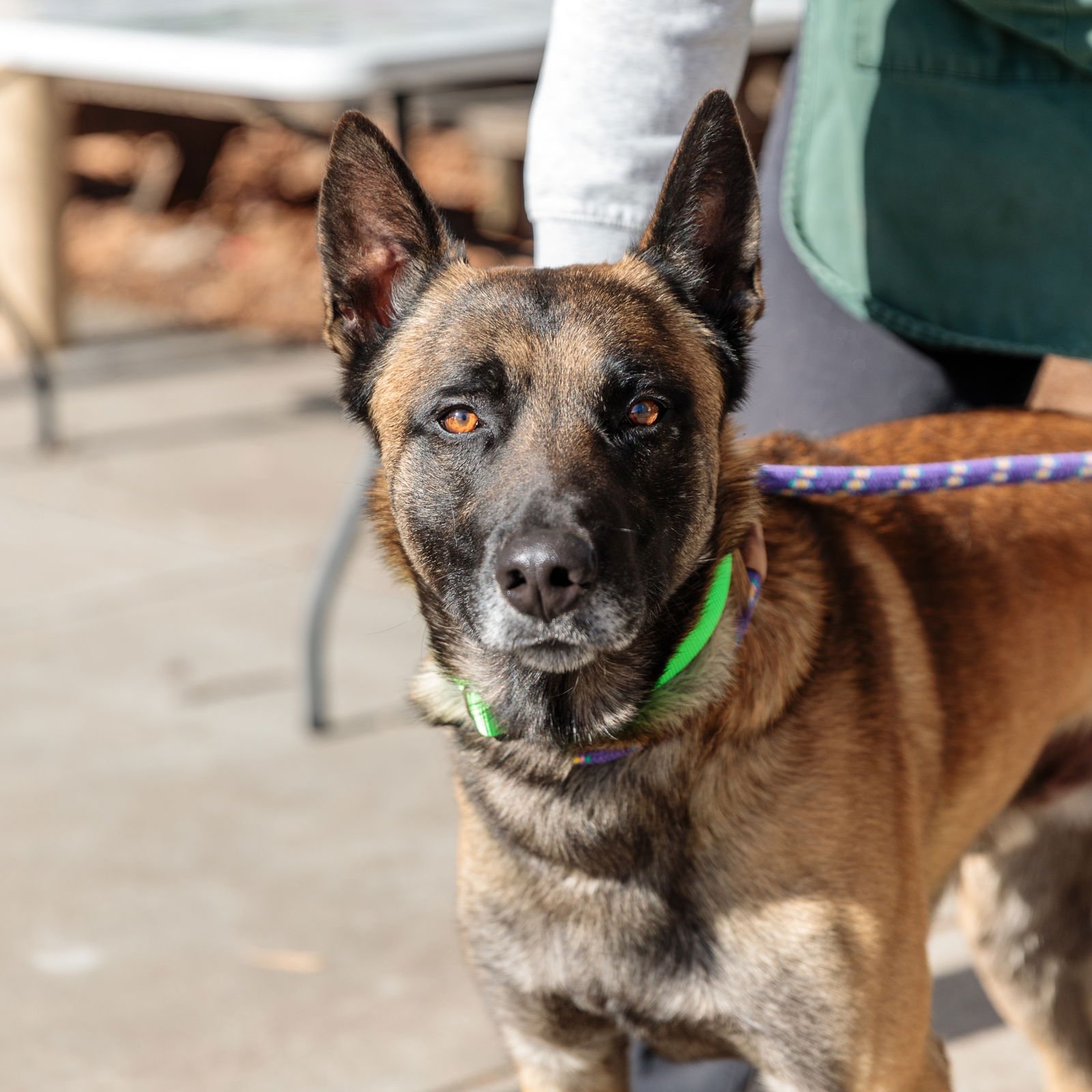 HOLDEN - Belgian Shepherd Malinois available for adoption