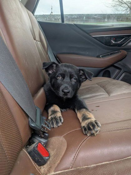 BENITA - German Shepherd Dog available for adoption