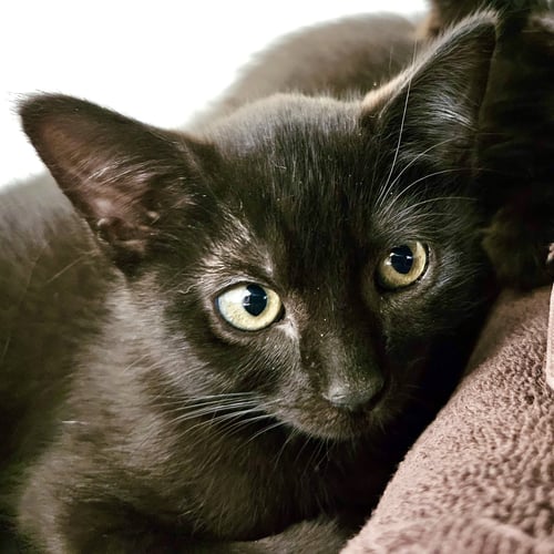 LEONARDO (BONDED W/ DONATELLO) - Domestic Short Hair available for adoption