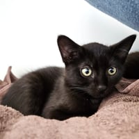 Leonardo (bonded w/ Donatello) - Photo 3