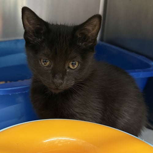 LEONARDO (BONDED W/ DONATELLO) - Domestic Short Hair available for adoption