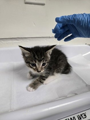AVA (BONDED W/ PANCAKES) - Domestic Short Hair available for adoption
