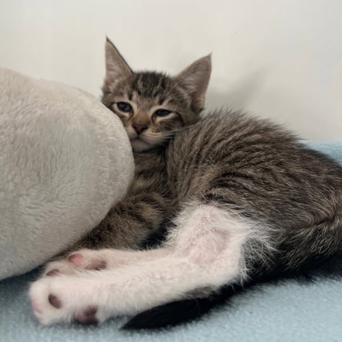 AVA (BONDED W/ PANCAKES) - Domestic Short Hair available for adoption