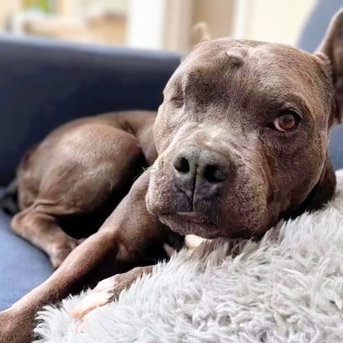 ALMONDIE - American Pit Bull Terrier available for adoption