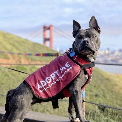 ALMONDIE - American Pit Bull Terrier available for adoption
