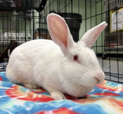 THUMPELINA - American available for adoption