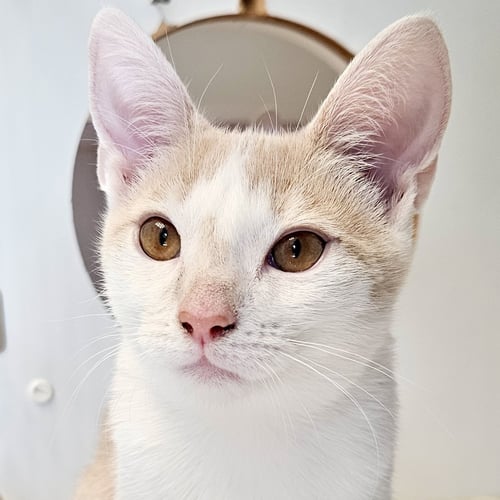 ASTER (BONDED W/ MARIGOLD)