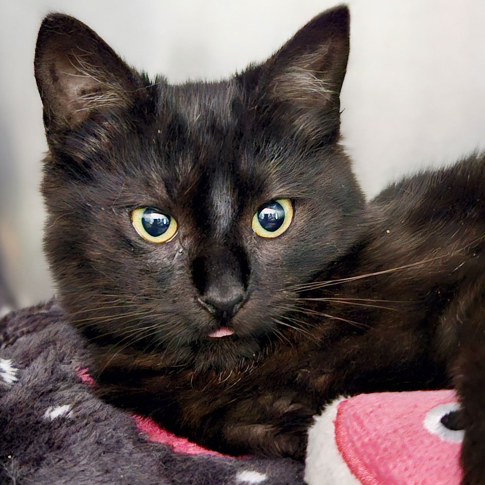 JESMYN - Domestic Short Hair available for adoption