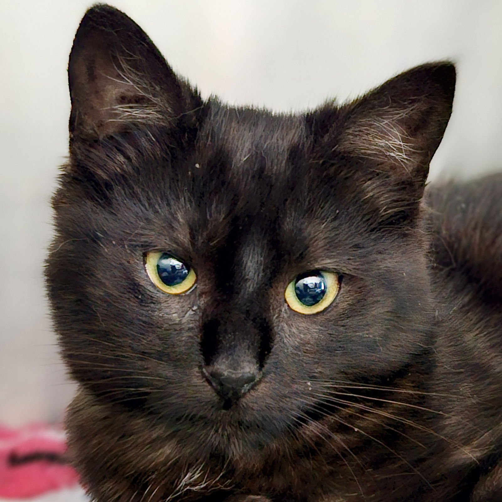 JESMYN - Domestic Short Hair available for adoption