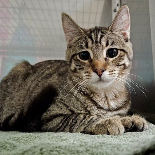 FAWN (BONDED W/ WREN) - Domestic Medium Hair available for adoption