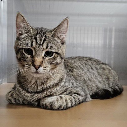 FAWN (BONDED W/ WREN) - Domestic Medium Hair available for adoption