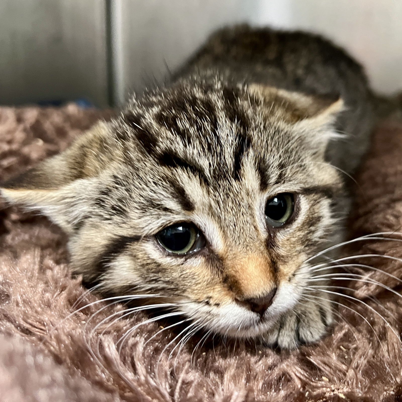 Fawn (bonded w/ Wren) - Photo 11