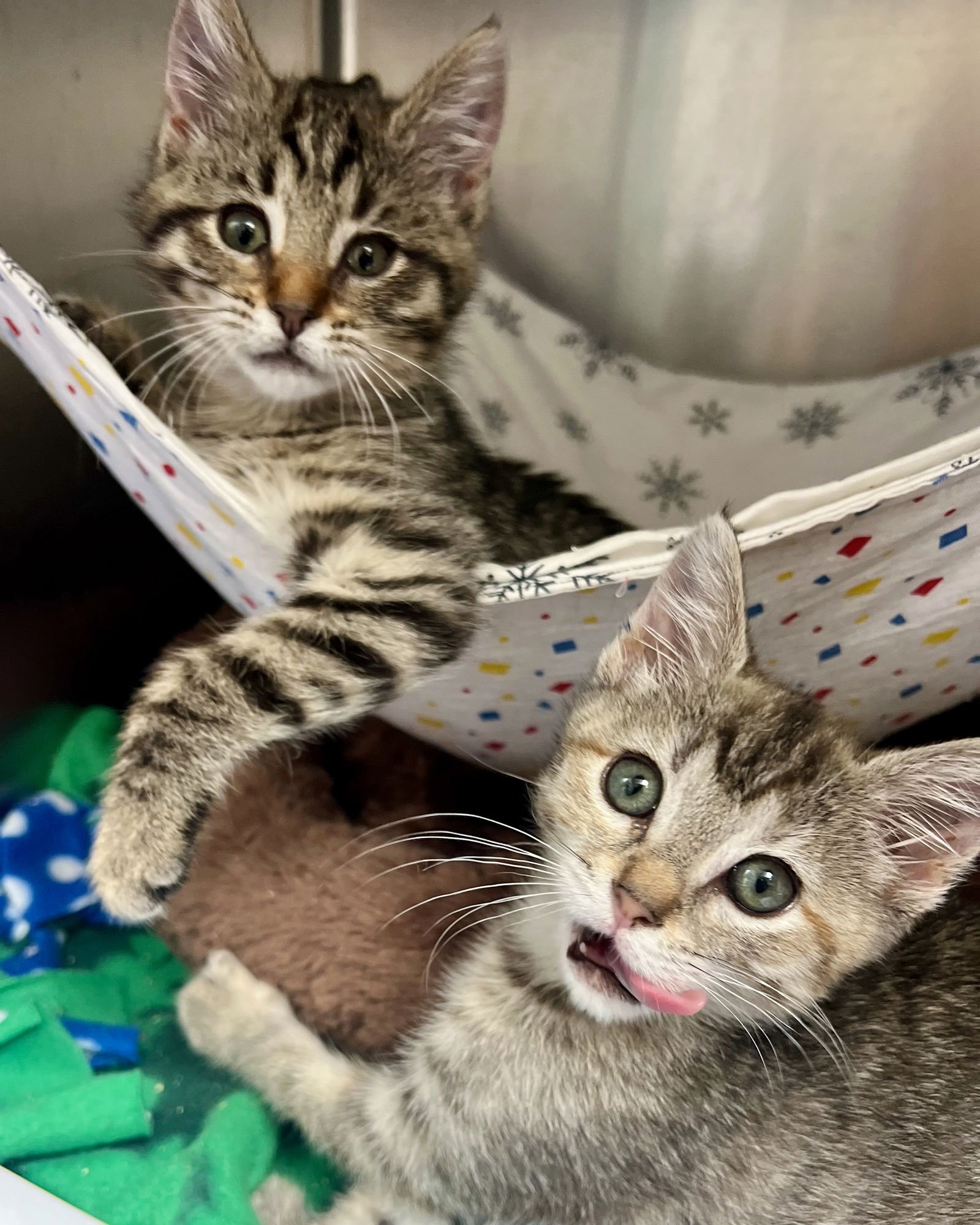 Fawn (bonded w/ Wren) - Photo 13