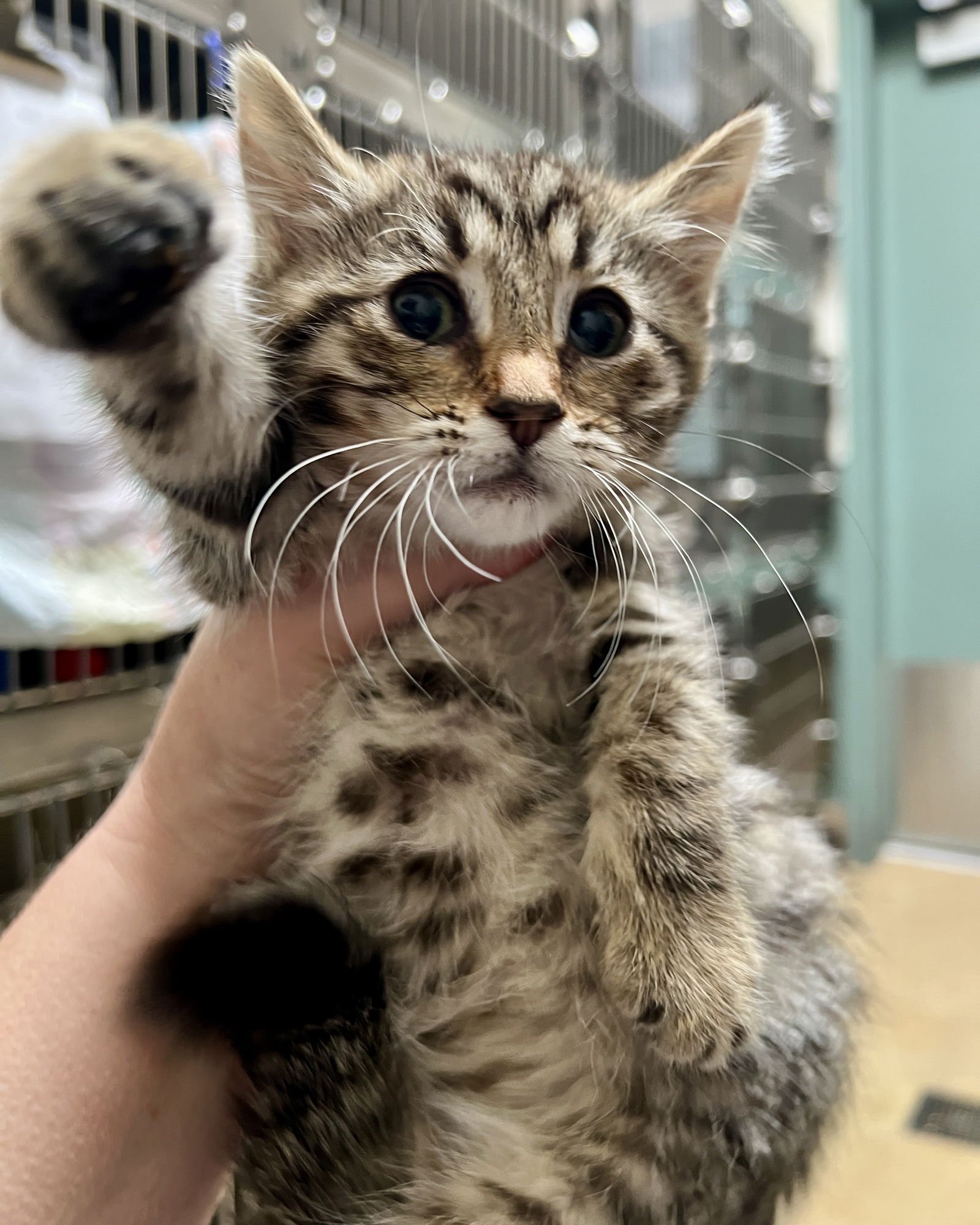 Fawn (bonded w/ Wren) - Photo 15