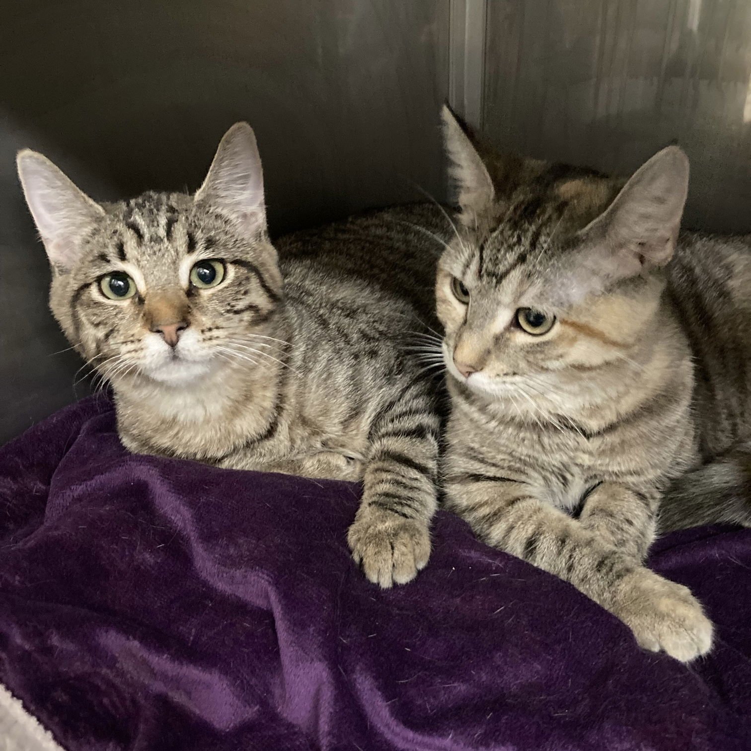 Fawn (bonded w/ Wren) - Photo 3