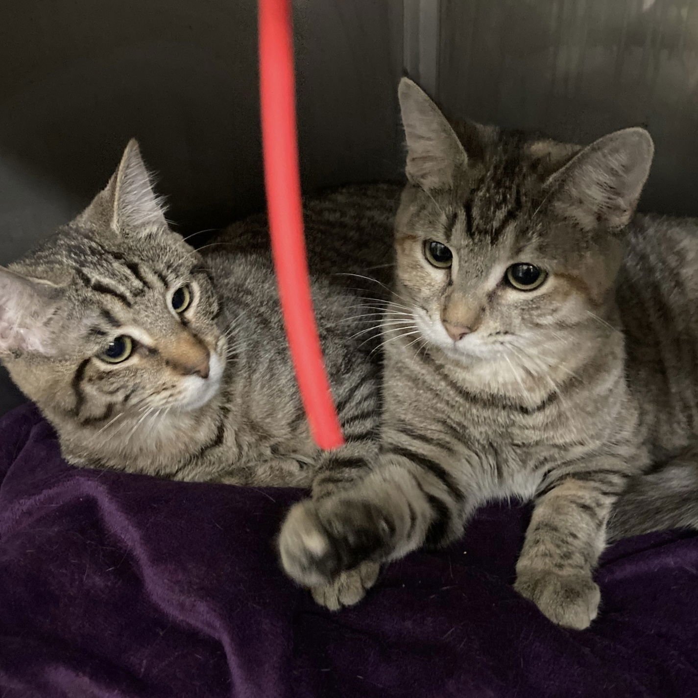 Fawn (bonded w/ Wren) - Photo 4