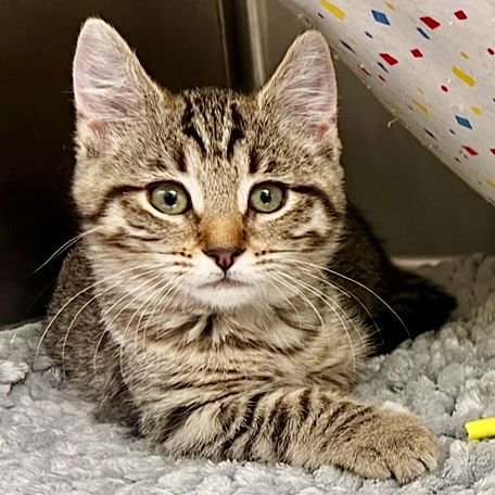 Fawn (bonded w/ Wren) - Photo 5