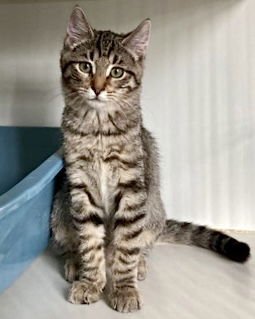 Fawn (bonded w/ Wren) - Photo 6