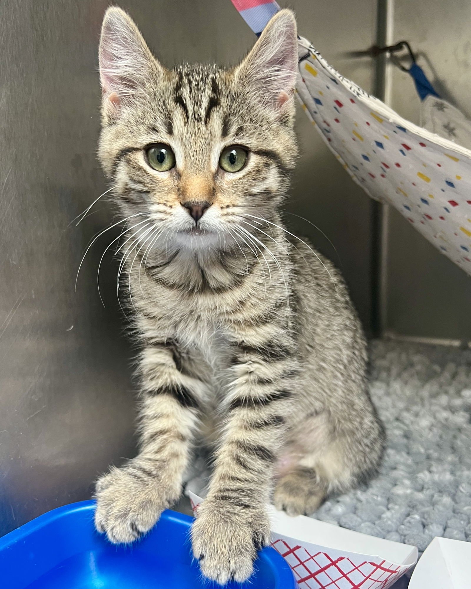 Fawn (bonded w/ Wren) - Photo 7