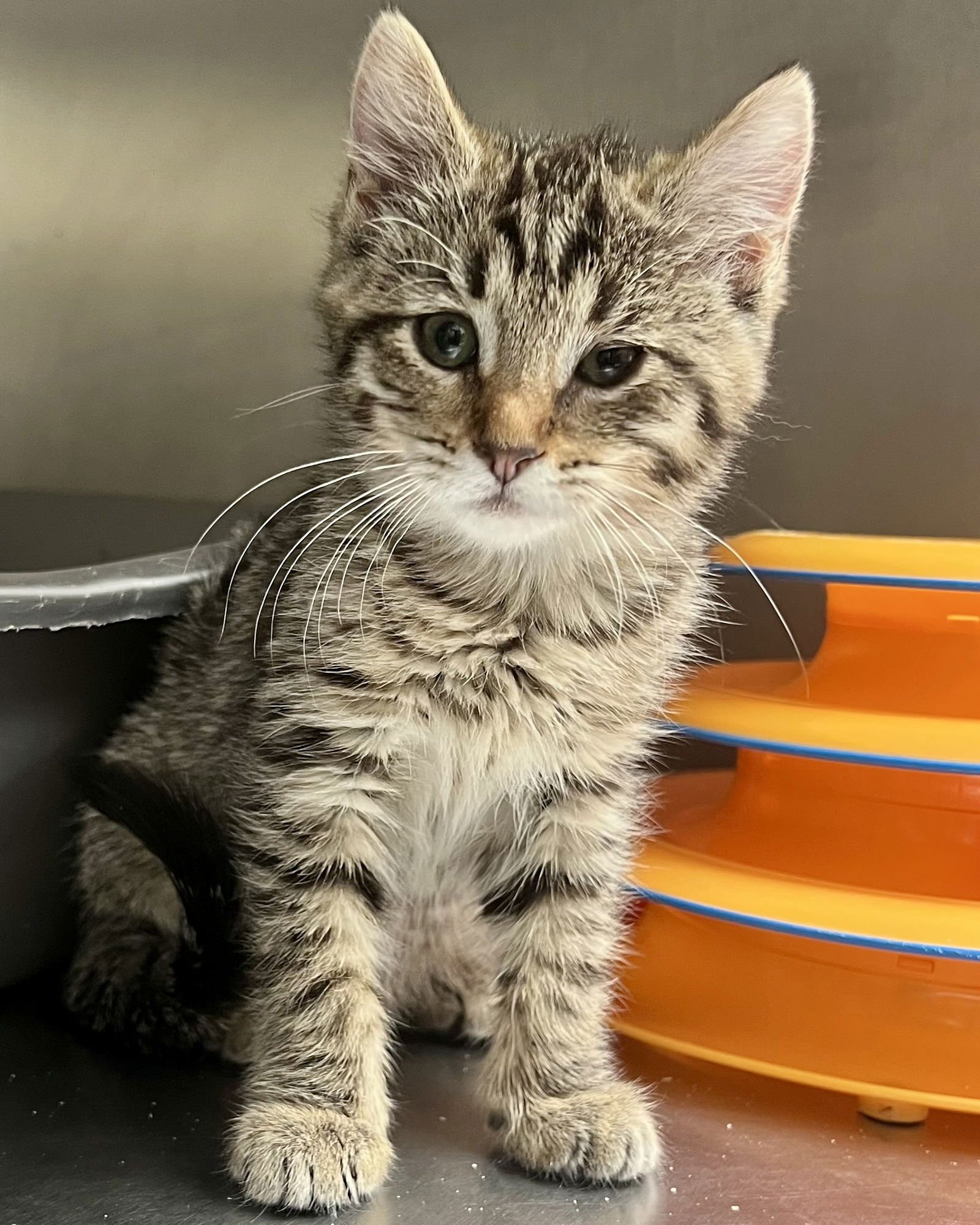 Fawn (bonded w/ Wren) - Photo 8