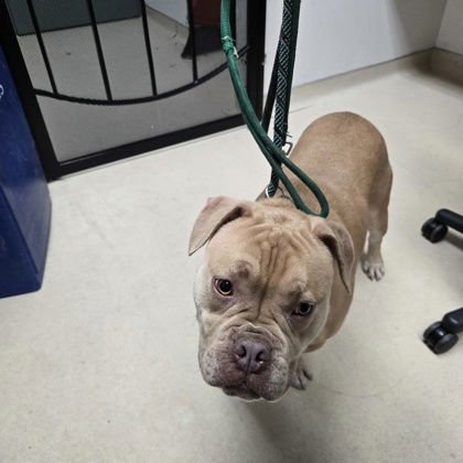 DERBY - Bulldog available for adoption