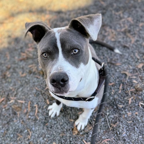 BADGER - Pit Bull Terrier available for adoption