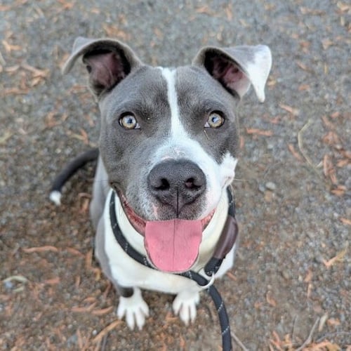 BADGER - Pit Bull Terrier available for adoption