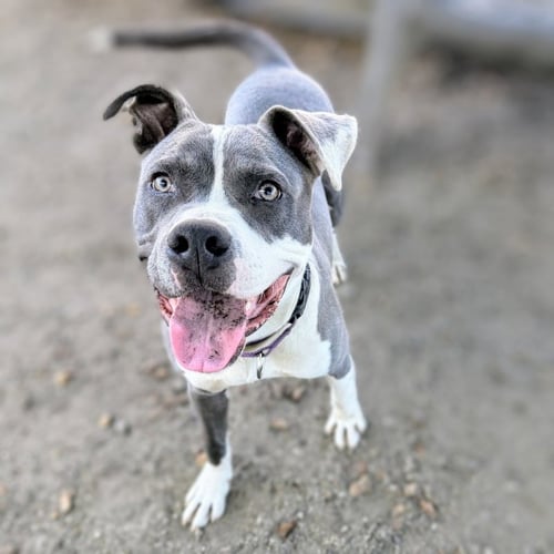 BADGER - Pit Bull Terrier available for adoption