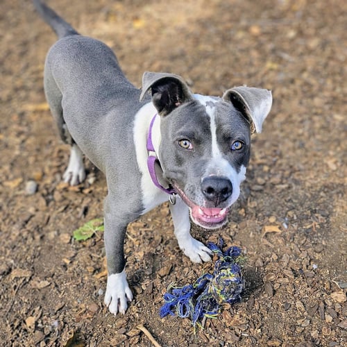 BADGER - Pit Bull Terrier available for adoption