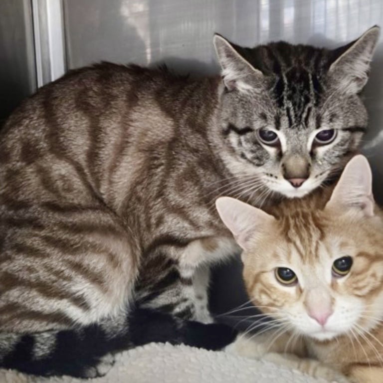 Frosty (bonded w/Toto) Image