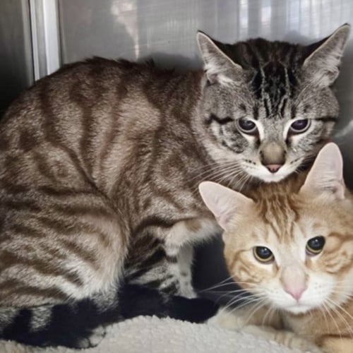 FROSTY (BONDED W/TOTO) - Domestic Short Hair available for adoption