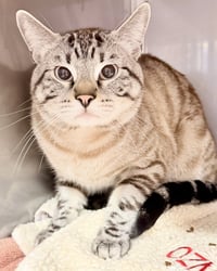 Frosty (bonded w/Toto) - Photo 2