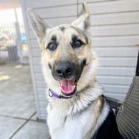 Ranger - Photo 3