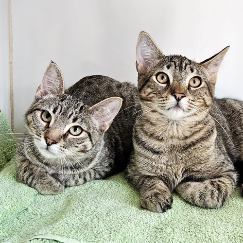 CLOUD (BONDED W/ RAINDROP) - Domestic Short Hair available for adoption