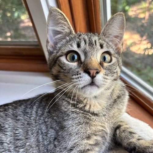 CLOUD (BONDED W/ RAINDROP) - Domestic Short Hair available for adoption