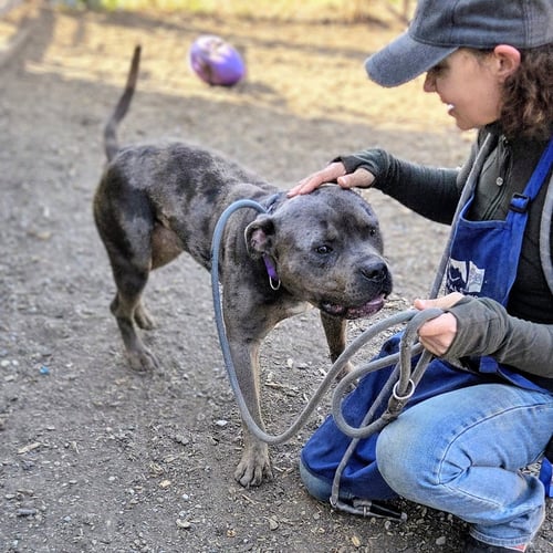 CANNOLI - Pit Bull Terrier available for adoption