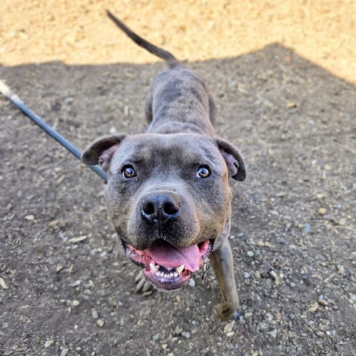 CANNOLI - Pit Bull Terrier available for adoption
