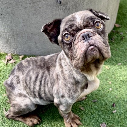 NATHAN DRAKE - French Bulldog available for adoption